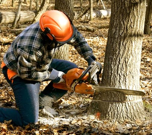 Tree Removal in Nerstrand, MN